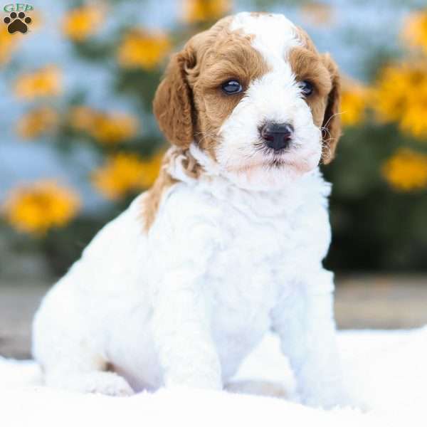 Conner F1B, Cavapoo Puppy